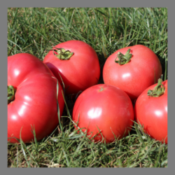 Tomate rose de Berne 1kg