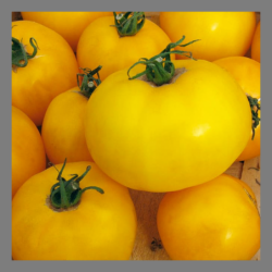 Tomate jaune orange...