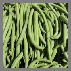 Haricots verts 1kg