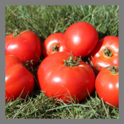 Tomate ronde paola 1kg