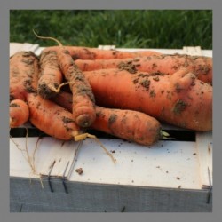 Carottes 1kg