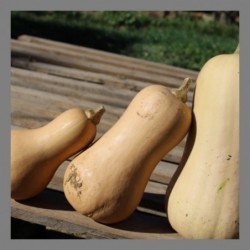 Butternut 1kg