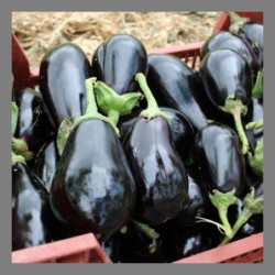 Aubergine 1kg