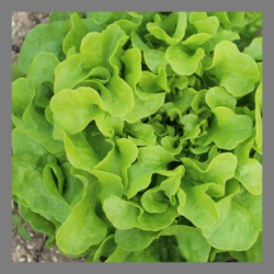 Salade feuille de chêne verte