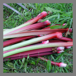 Rhubarbe botte 800g