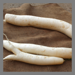 Radis blanc Daikon 1kg